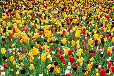 《三角战略》销量突破100万份 官方公开纪念贺图